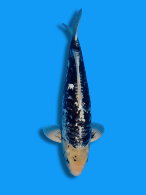 Big Scale Kumonryu | Koi&Co.